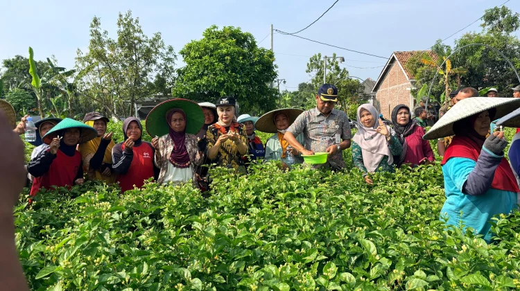 Puluhan Petani di Desa Gempolsewu Rowosari Mulai Andalkan Tanaman Melati
