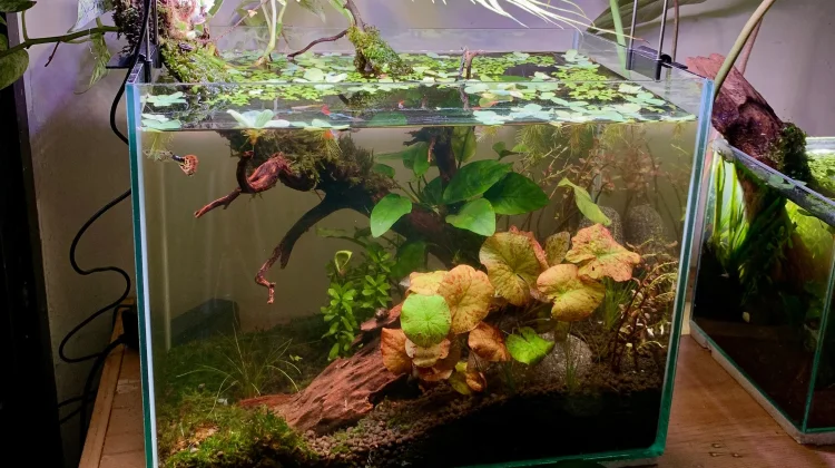 Manfaat Aquascape untuk Relaksasi Mental