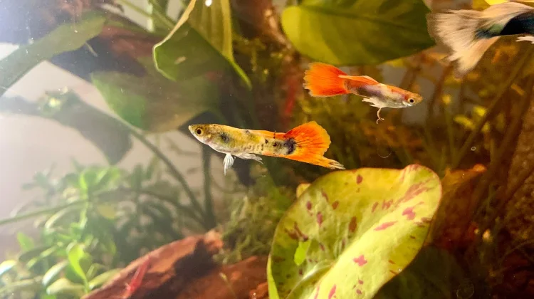 Ikan Hias Aquascape Paling Mudah Dirawat