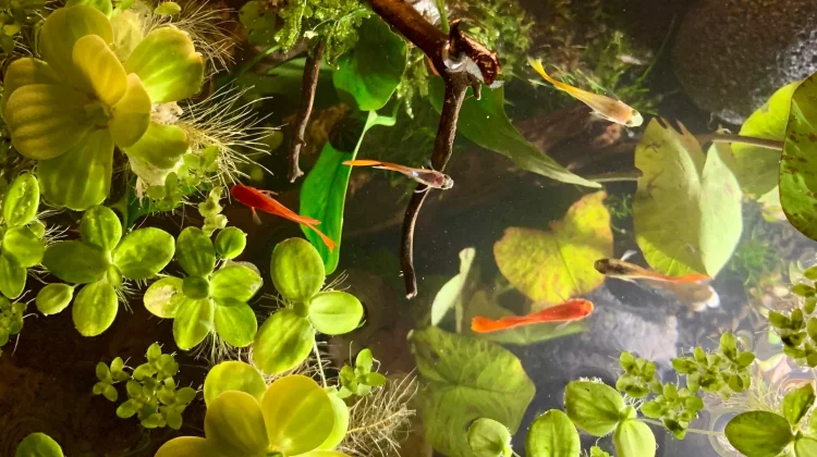 Rekomendasi Tanaman Aquascape Mudah Dirawat