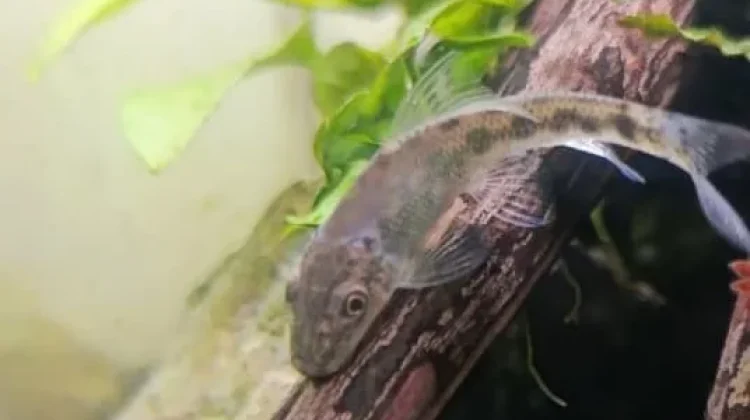 Chinese Algae Eater, Solusi Alami Basmi Alga Membandel di Akuarium