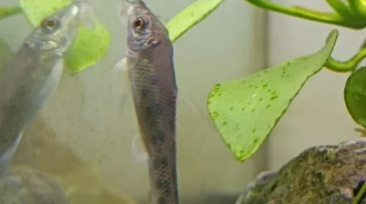 Chinese Algae Eater, Solusi Alami Basmi Alga Membandel di Akuarium