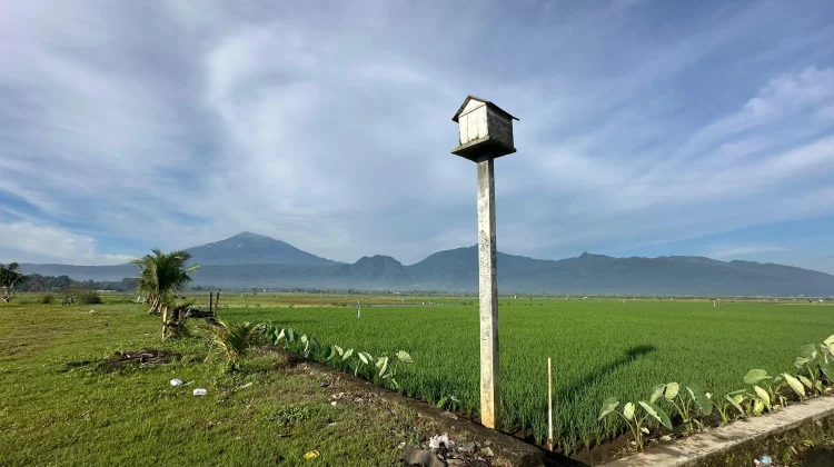 Rubuha, Solusi Pengendali Hama di Sawah