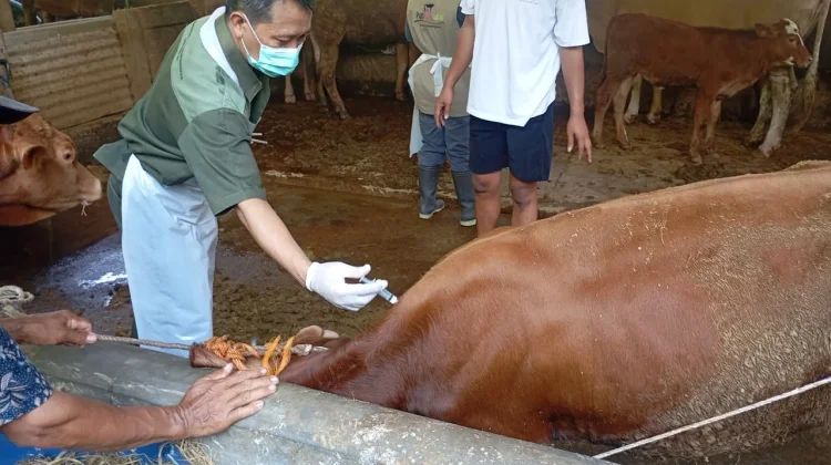 Program Healing Jateng, Layanan Vaksin dan USG Ternak Gratis