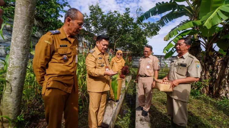 Salatiga Panen Perdana Sorgum, Strategi Perkuat Ketahanan Pangan Lokal