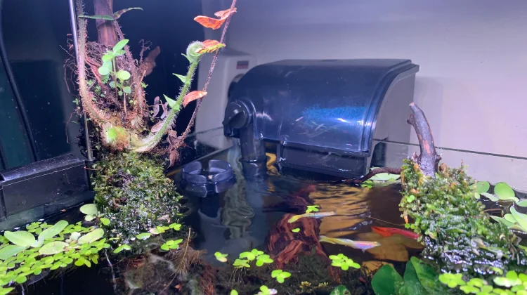Memilih Filter Aquascape yang Tepat dan Efektif
