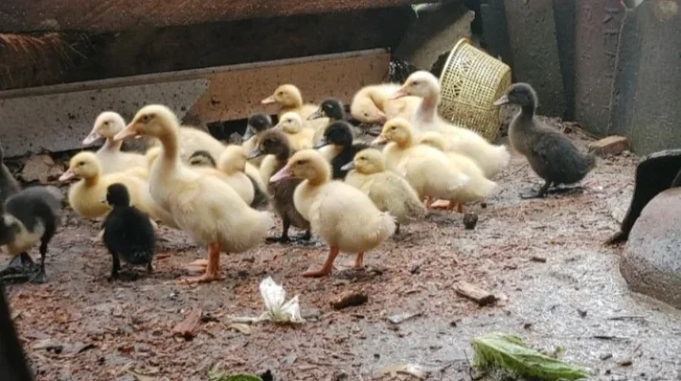Manfaat Beternak Bebek bagi Ketahanan Pangan Keluarga