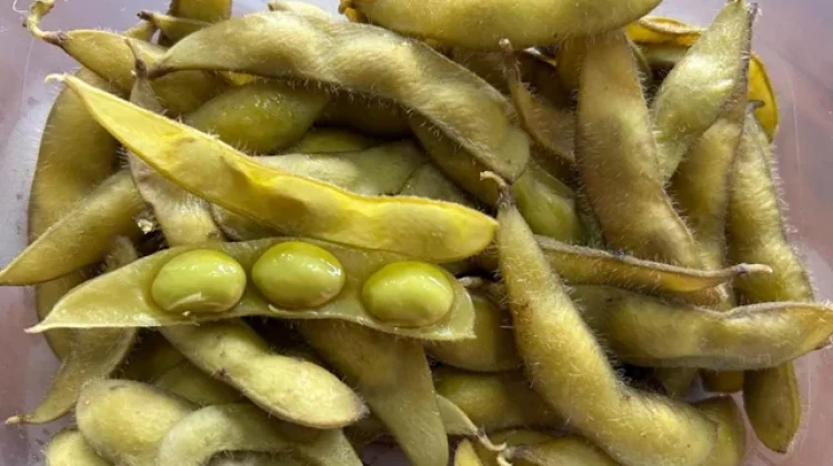 Edamame Rebus, Camilan Sehat Penuh Nutrisi