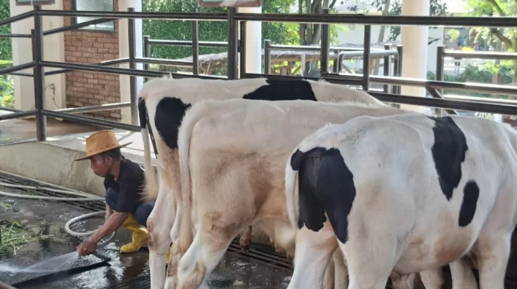 Peternakan Sapi Perah 30 Ribu Ekor Bakal Dibangun di Brebes