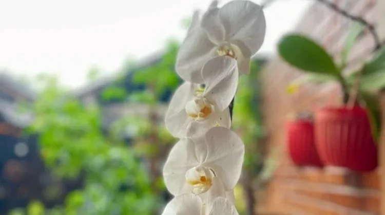 Ide Dekorasi Rumah dengan Anggrek Putih yang Elegan