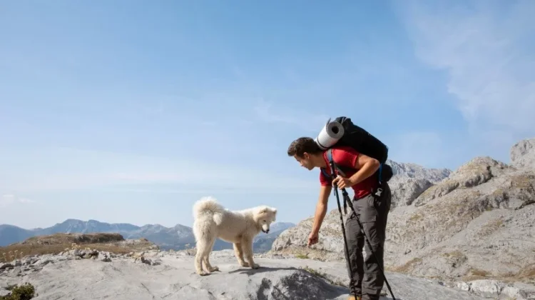 Shiro, Anjing Penjaga Gunung yang Setia Menemani Para Pendaki