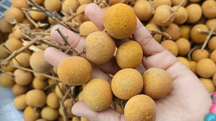 Mengenal Jenis-Jenis Kelengkeng Unggulan di Indonesia