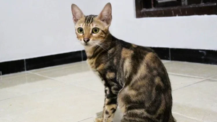 Mengenal Kucing Bengal dan Corak Uniknya