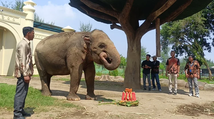 Hari Kartini di Beach Safari Batang, Gajah Kartini Potong Tumpeng Curi Perhatian