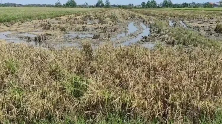Sering Hujan, Hasil Panen Padi di Kendal Kurang Bagus