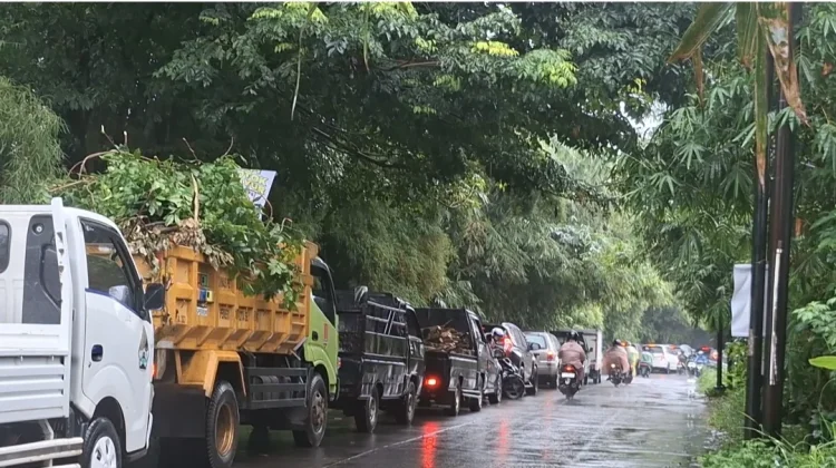 Halo RRI: Warga Keluhkan Pohon Rimbun Ganggu Penerangan Jalan