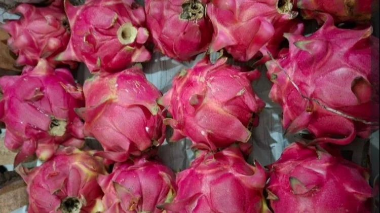 Ide Produk UMKM Berbahan Dasar Buah Naga