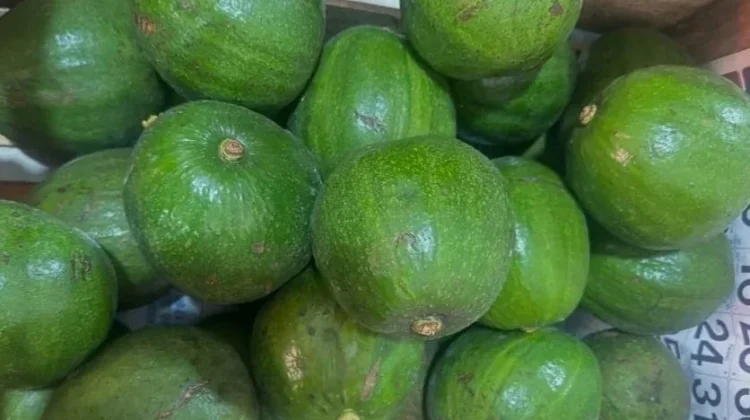 Mengenal Alpukat Kendil Mentega