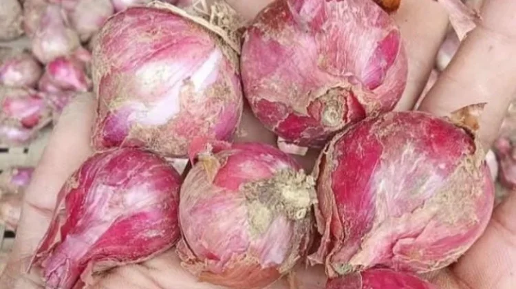 Tips Memilih Bawang Merah di Pasar agar Segar