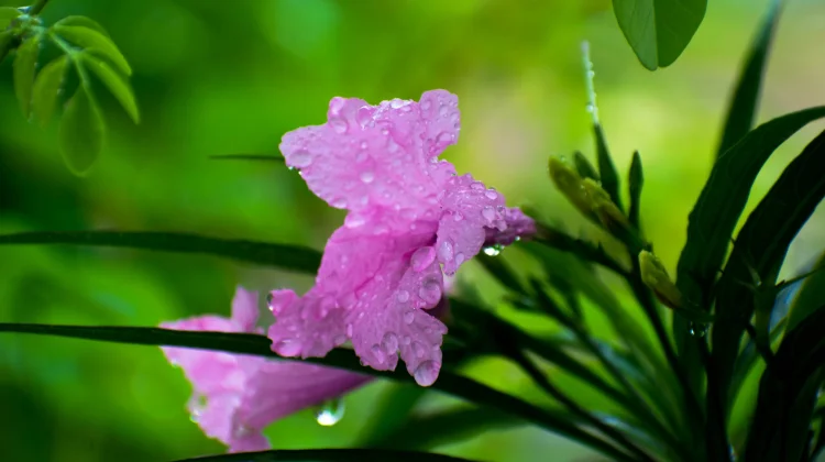 Mengenal Kencana Ungu, Tanaman Permainan Masa Kecil hingga Herbal Berkhasiat