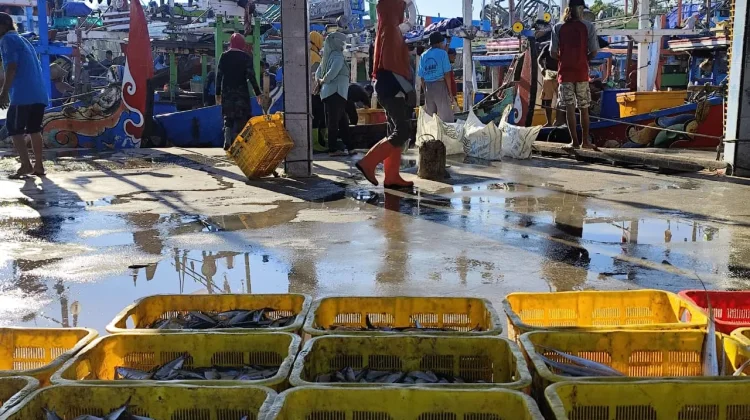 Pasokan Melimpah, Harga Ikan Segar di TPI Wonokerto Pekalongan Turun