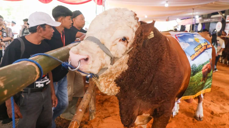 Produksi Daging Jateng Cukup, Gubernur Dorong Produksi Susu Lewat Kontes