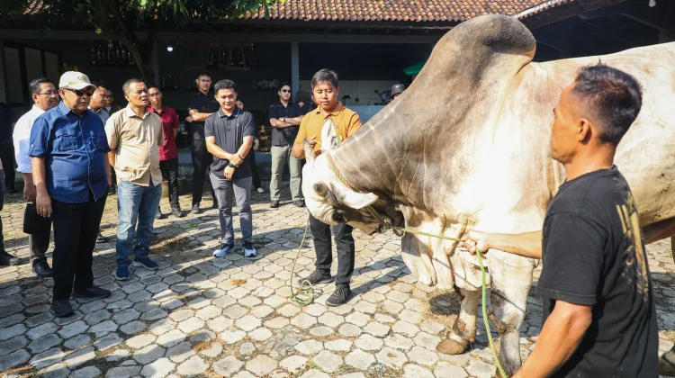 Hasilkan Sapi Premium, Peternak Purworejo Gunakan Pakan Limbah Pertanian