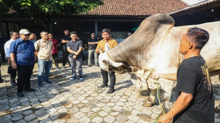 Peternakan Sapi Setia Farm Purworejo Jadi Percontohan Nasional