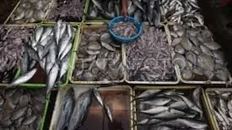 Ironi di Balik Piring Warga, Krisis Pasokan Ikan di Kota Atlas