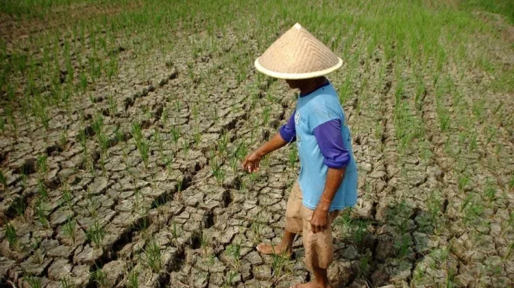 Ketahui Wilayah-Wilayah Paling Terdampak El Nino Sepanjang 2026 Menurut BMKG