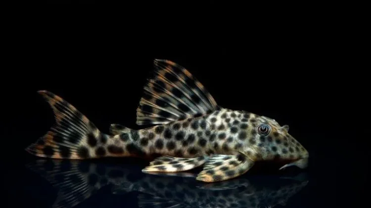 Ikan Sapu-Sapu Ganggu Ekosistem, Picu Pendangkalan Sungai hingga Tanggul Rusak