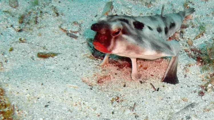 Red-Lipped Batfish: Ikan Bibir Merah Menyala