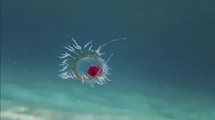 Ubur-ubur Turritopsis dohrnii, Si Makhluk Abadi