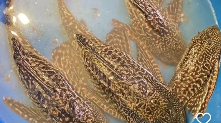 Ikan Sapu-Sapu, Solusi atau Masalah Baru?