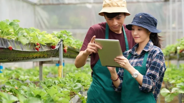 Gerakkan Pertanian Modern, Petani Muda Jadi Harapan Hadapi Tantangan El Nino