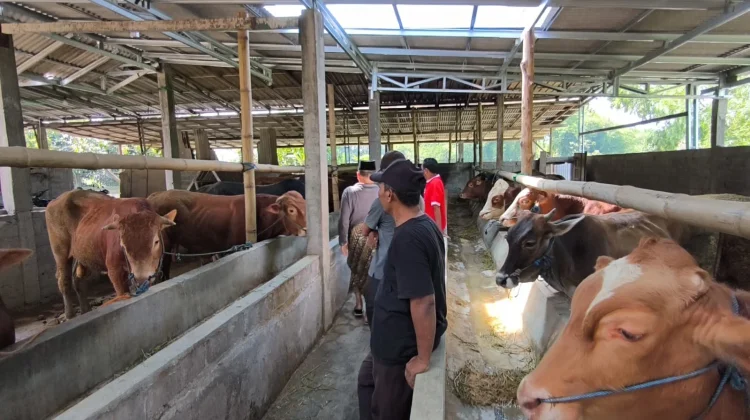 Penjualan Sapi Kurban Mulai Ramai, Tembus Rp30 Juta/ Ekor