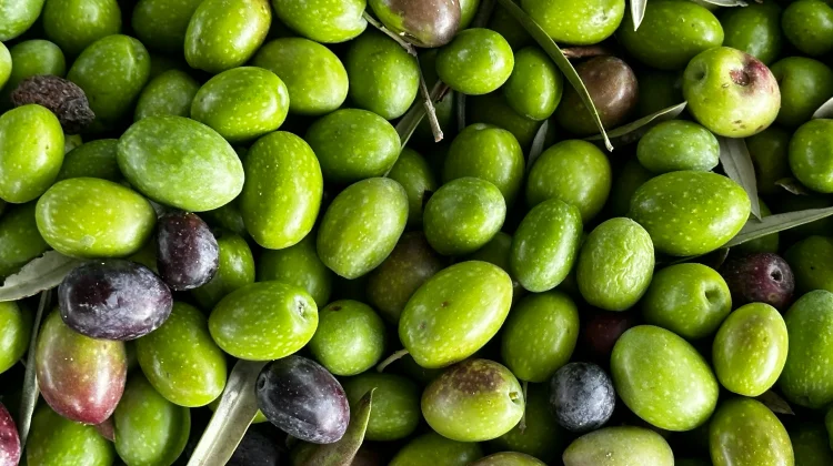 Alasan Kenapa Buah Zaitun Jarang Dijual Segar