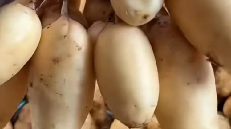 Gembili, Umbi yang Kini Dicari Kembali