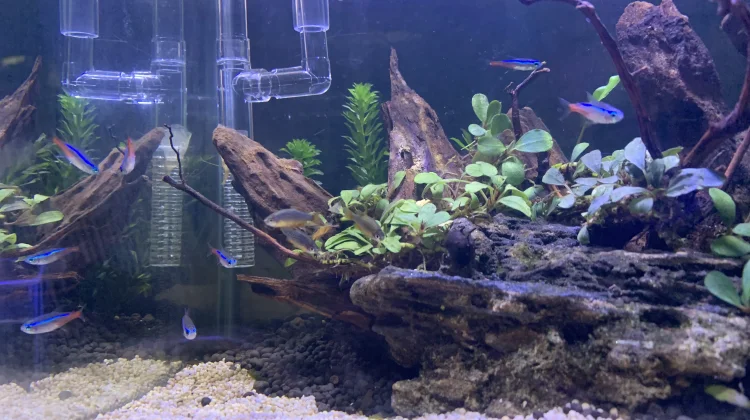 Penyebab Ikan Hias Mati di Aquascape yang Sering Diabaikan
