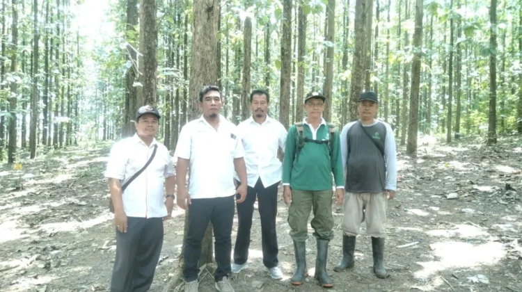 Cegah Penebangan Liar, Perhutani Intensifkan Patroli Hutan Melibatkan Warga