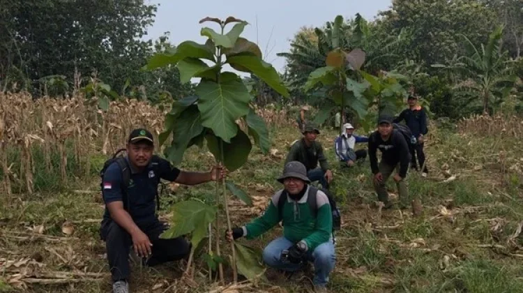 Wujudkan Hutan Berkelanjutan, Perhutani Purwodadi Kawal Pertumbuhan Jati Plus