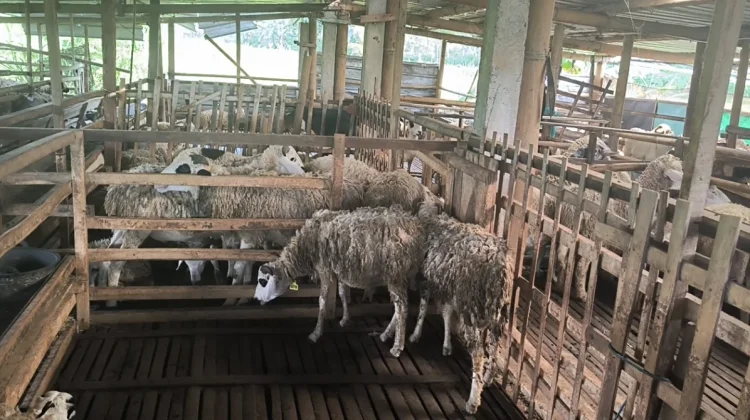 Geliat Peternak Salatiga: Inovasi Modern Farming Jamin Kualitas Hewan Kurban 2026