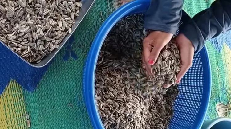Membuat Kwaci dari Biji Bunga Matahari
