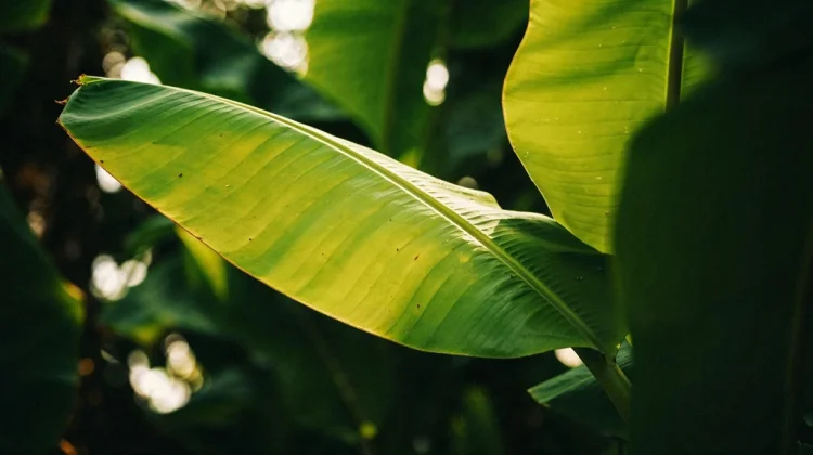 Tak Sekadar Pembungkus, Ada Nilai Tradisi di Balik Daun Pisang
