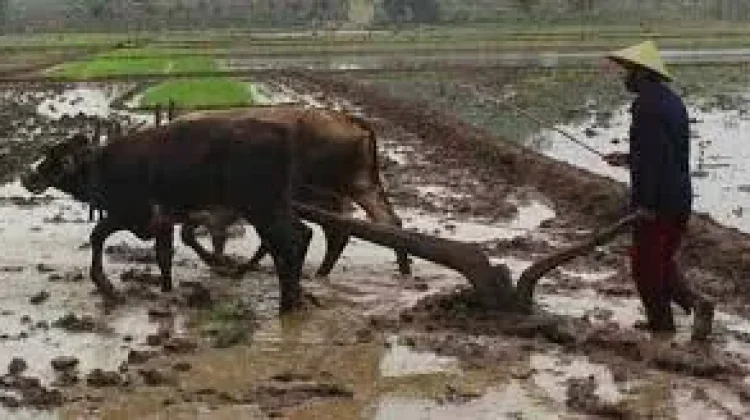 Garu Luku, Alat Bajak Tradisional yang Mulai ditinggalkan Petani