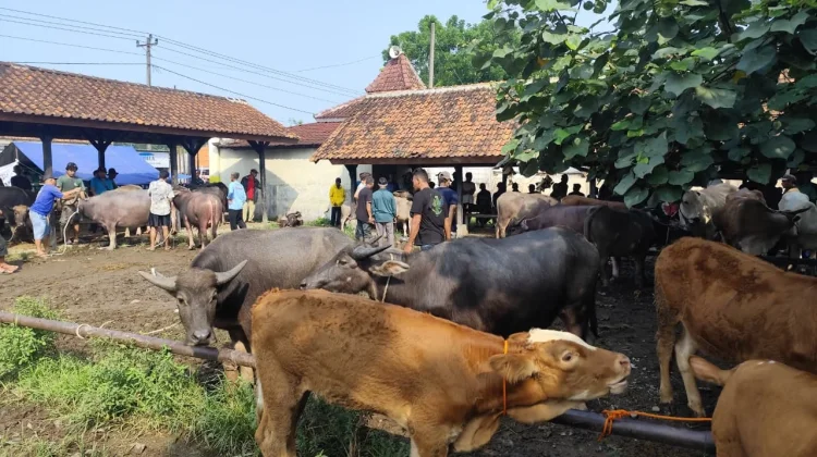 Iduladha 1447 Hijriah, Hewan Kurban Sehat Jadi Prioritas