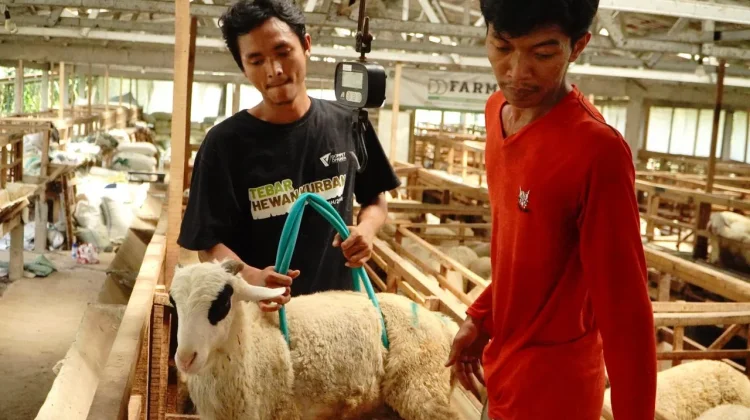 Dompet Dhuafa Jawa Tengah Lakukan Quality Control Ketat Jelang Idul Adha