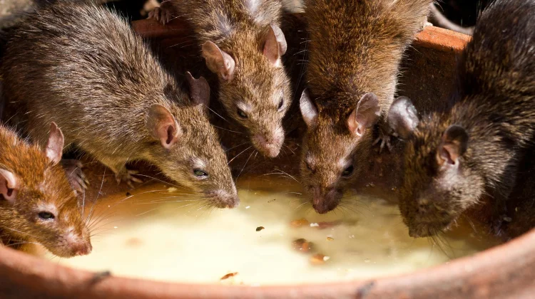 Bayang-Bayang Pandemi Baru, Waspada Merebaknya Hantavirus