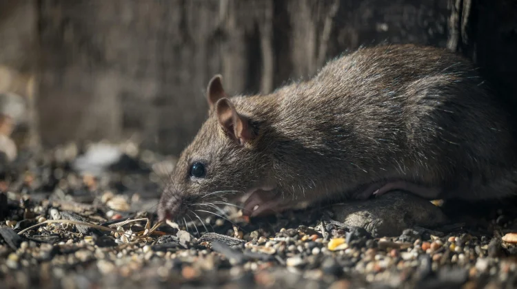 Tikus Bandel di Rumah? Lakukan Langkah Pencegahan Ini