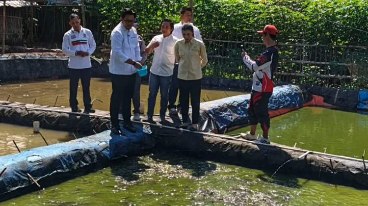 Pemkab Kudus Siapkan Lele, Untuk Topang MBG